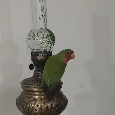 طوطی برزیلی سبز گم شده|حیوانات|خرم‌آباد, |دیوار