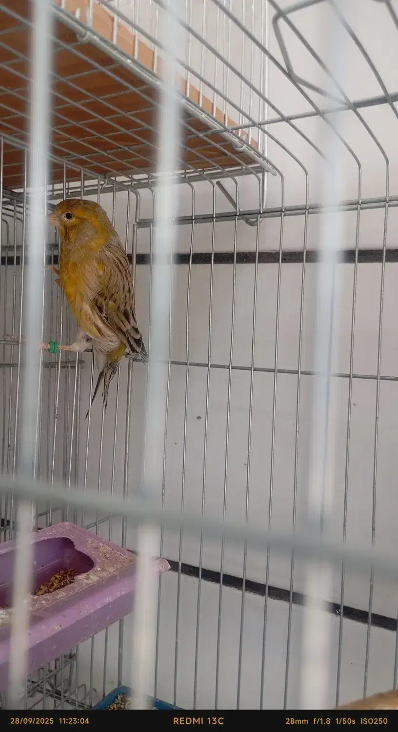 پرنده سرای ققنوس|پرنده|دوگنبدان, |دیوار