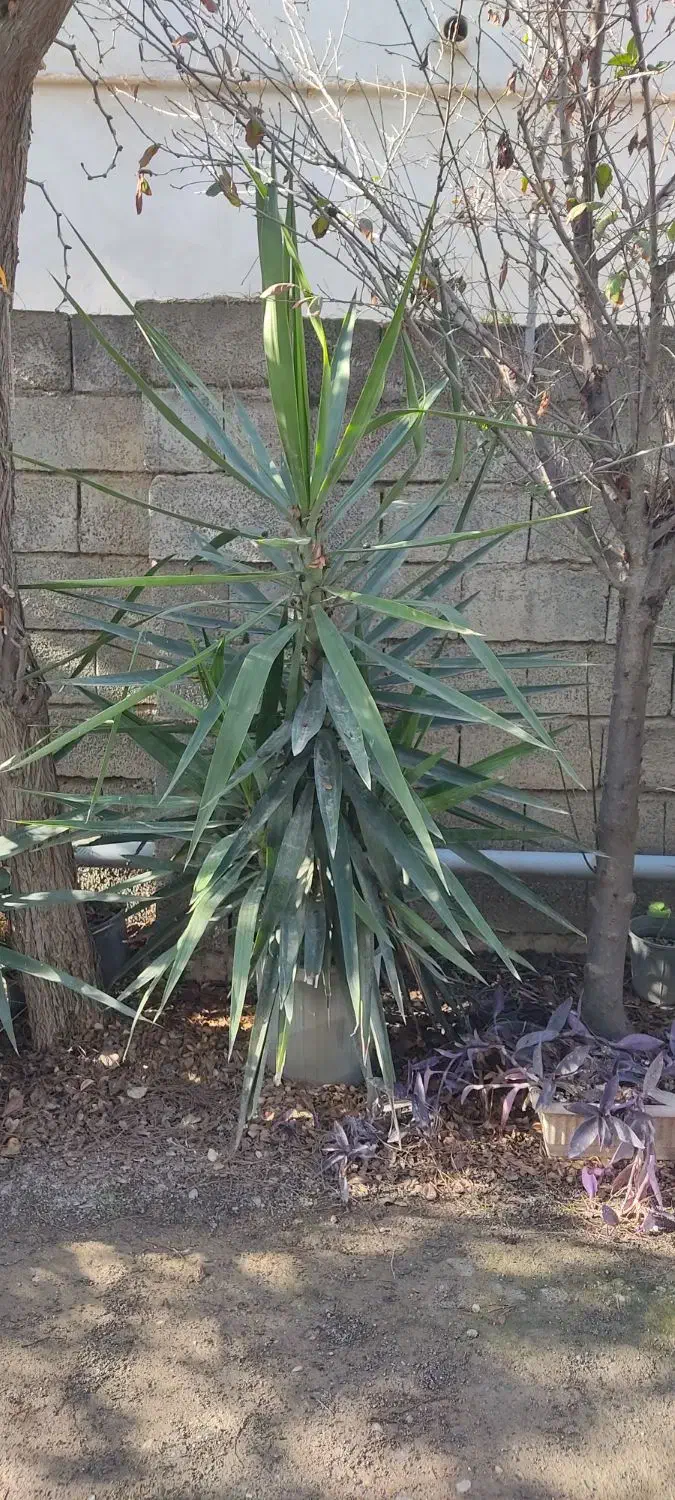 گیاه یوکا|گل و گیاه طبیعی|سیمین شهر, |دیوار