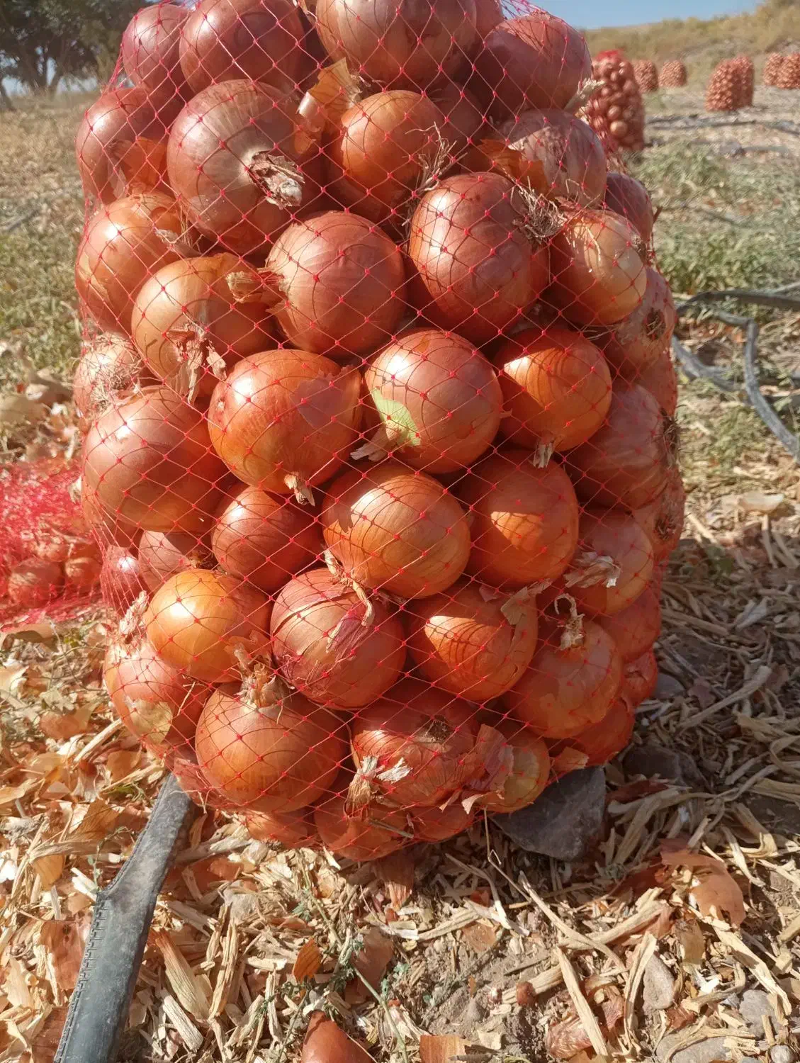 کارگر جهت برداشت پیاز|استخدام خدمات فروشگاه و رستوران|زنجانرود, |دیوار