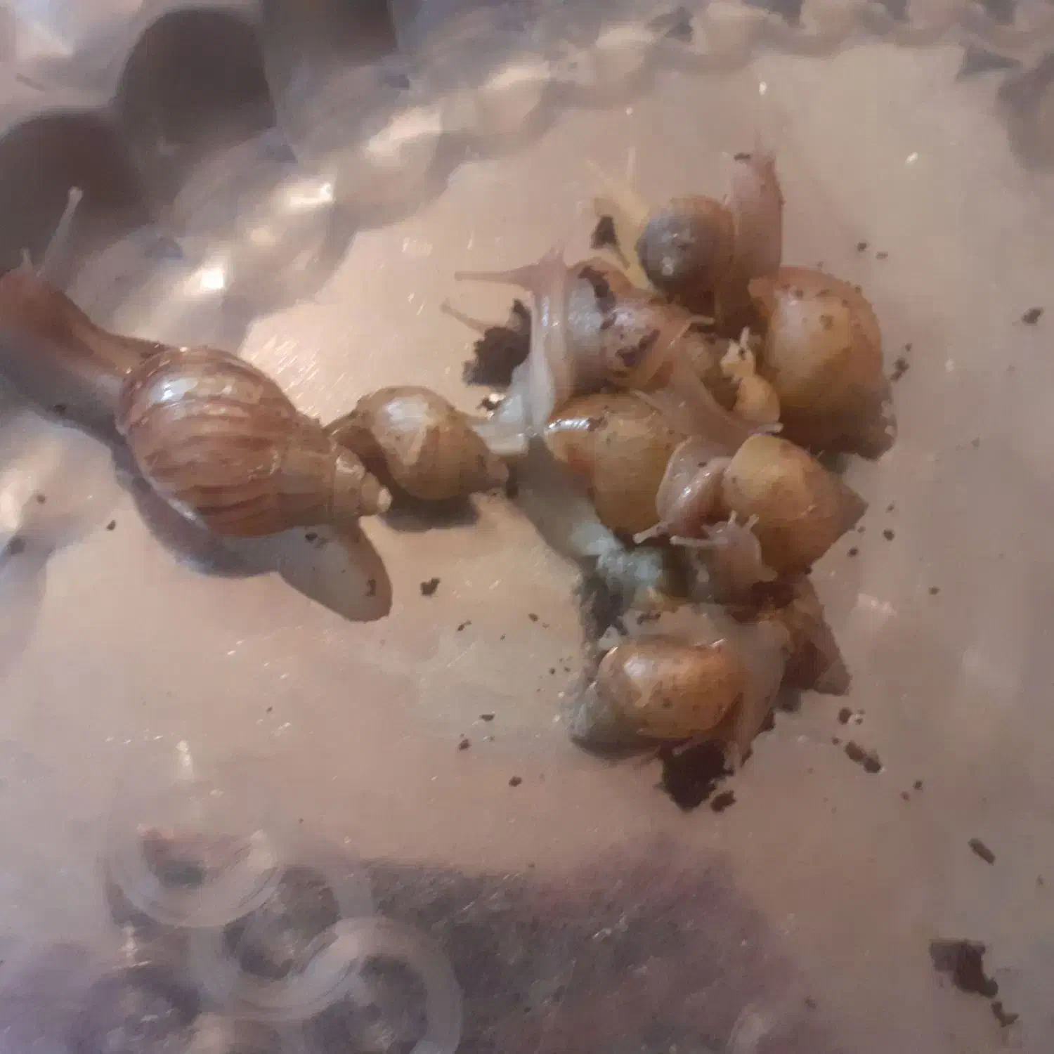 حلزون های البینو|خزنده|کرمانشاه, |دیوار