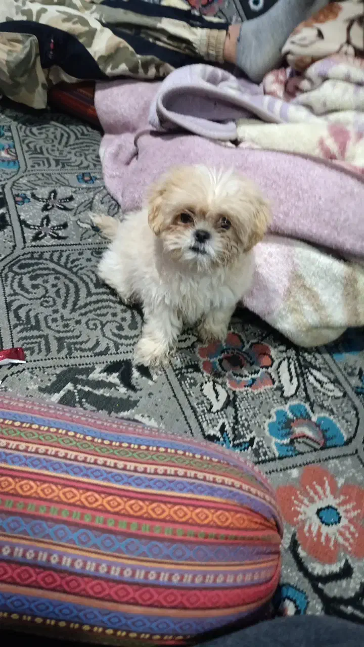 سگ عروسکی سایز کوچیک|سگ|سنندج, |دیوار