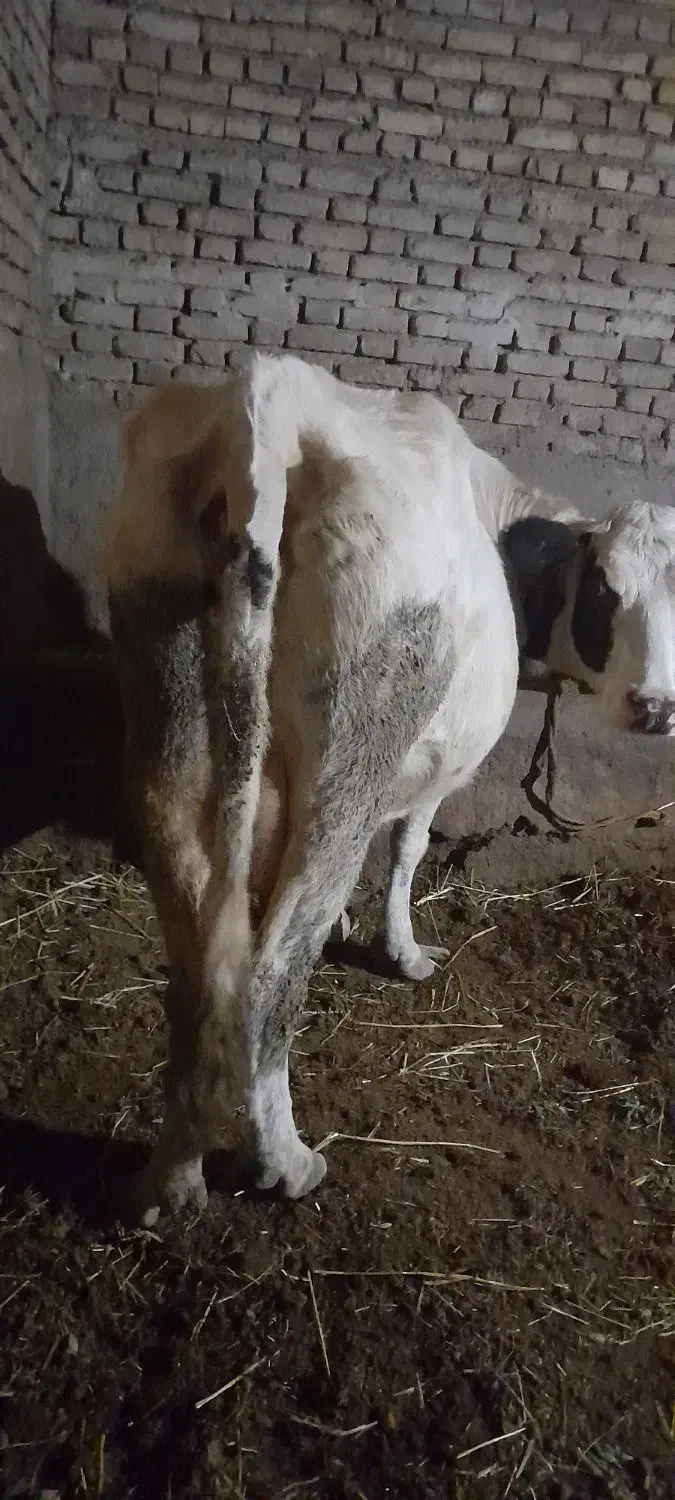 گاو جوان شیری|حیوانات مزرعه|سراب, |دیوار