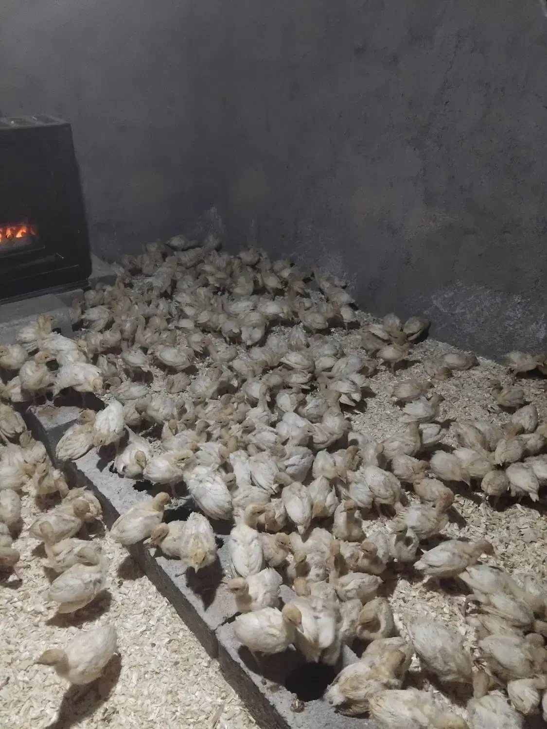 بوقلمون بیوتی ۶|حیوانات مزرعه|سبزوار, ابارش|دیوار