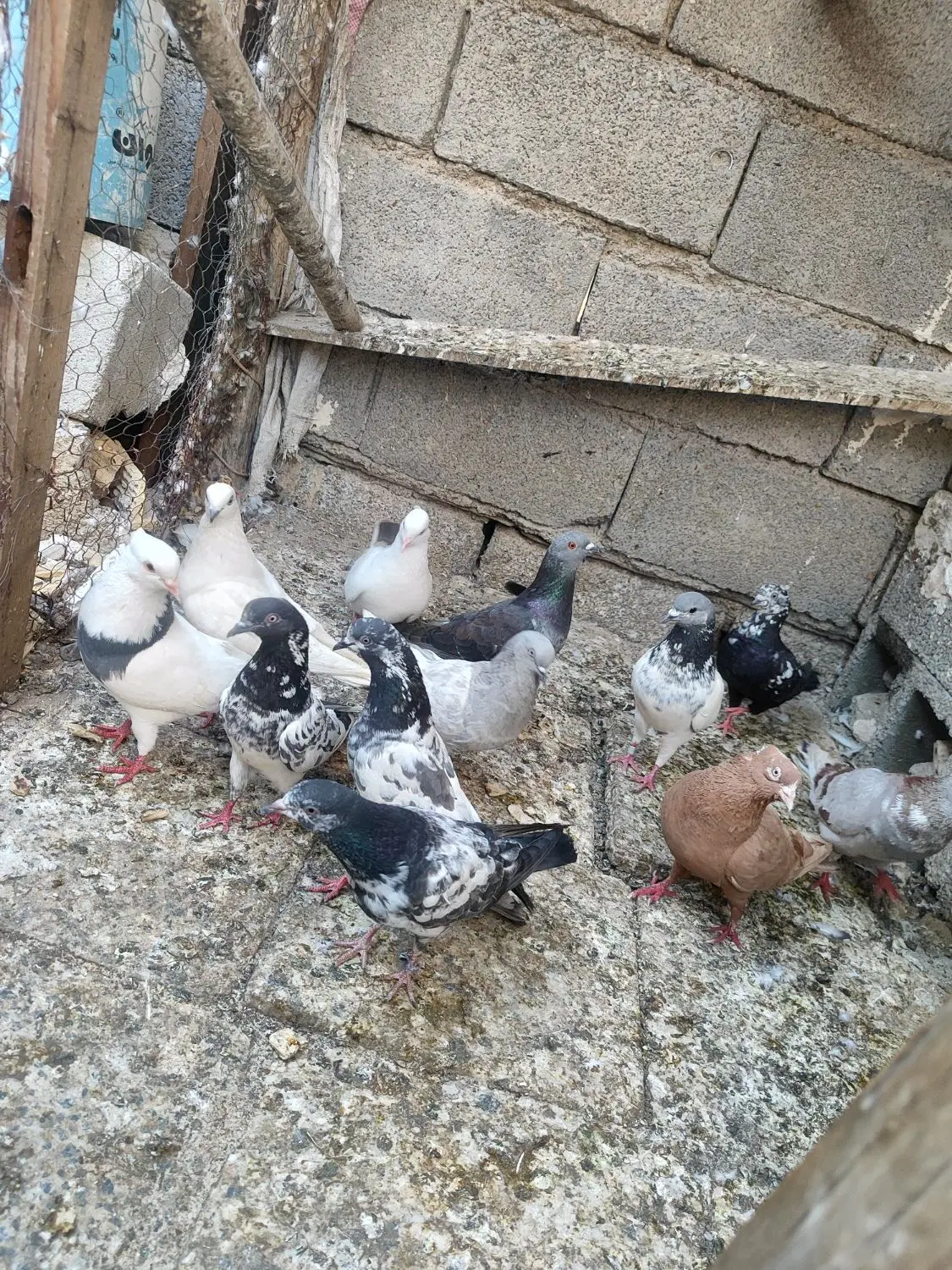کفتر|پرنده|بندر ماهشهر, |دیوار