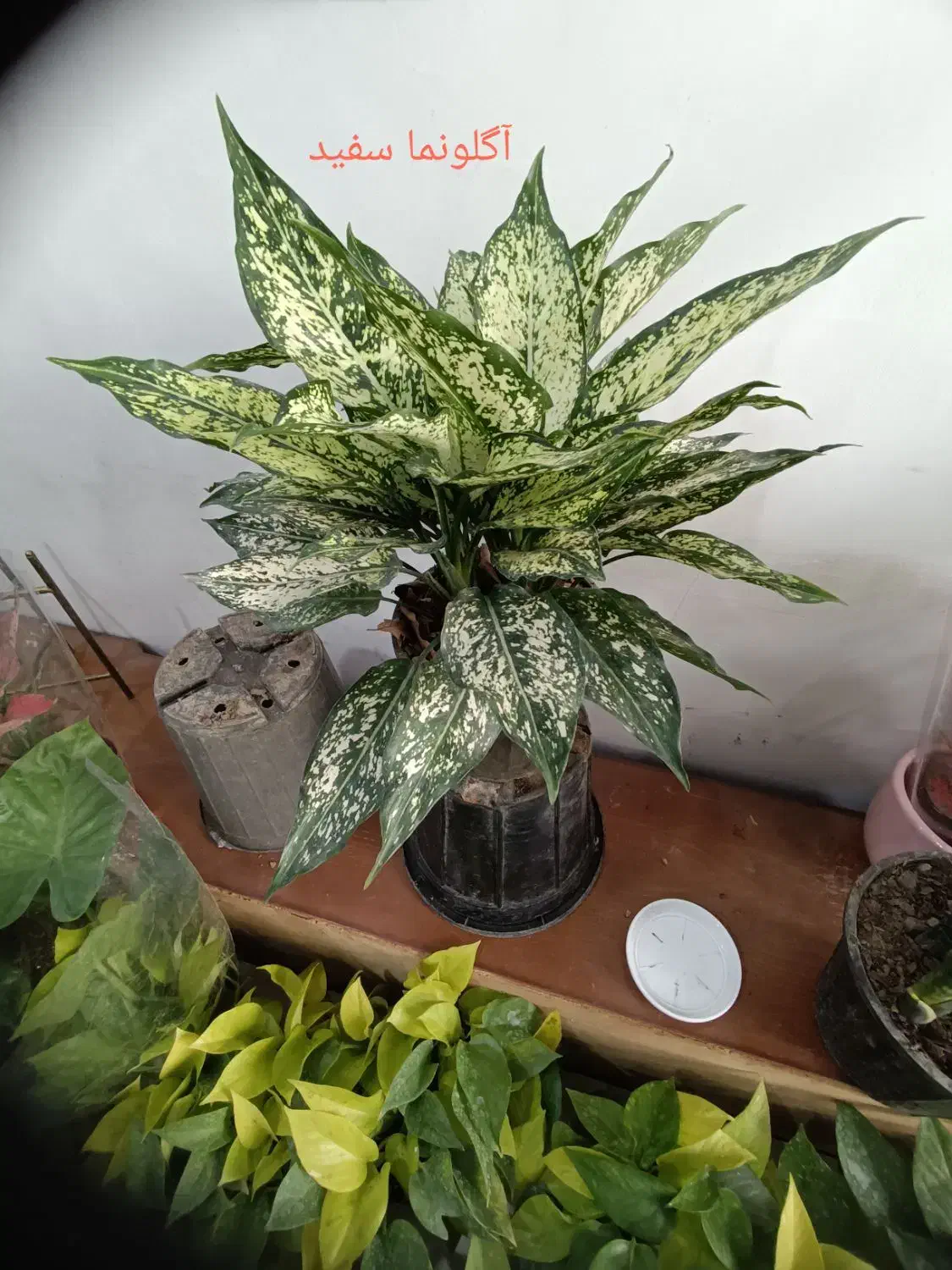 انواع  گل آپارتمانی|گل و گیاه طبیعی|رباط‌کریم, رباط‌کریم|دیوار