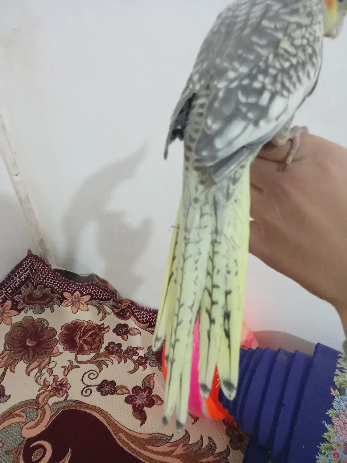 عروس ماده|پرنده|قم, ولیعصر|دیوار