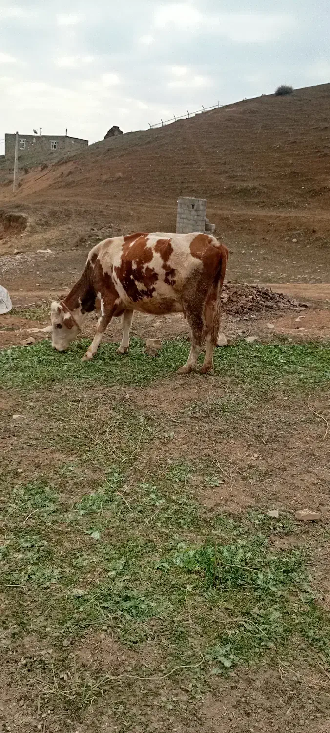 گاو|حیوانات مزرعه|خواجه, |دیوار