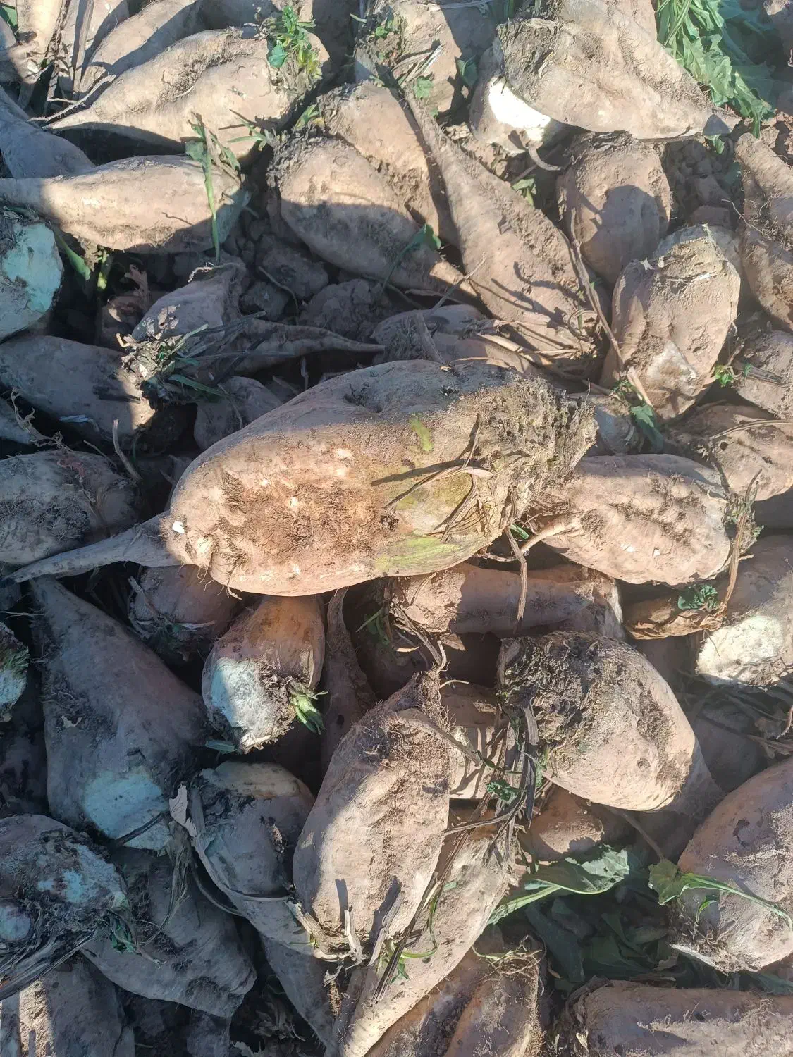 جغندر قند|خوردنی و آشامیدنی|بشاریات, |دیوار