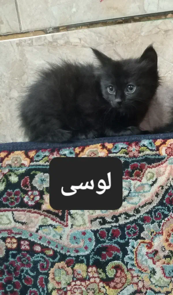 گربه خانگی|گربه|برازجان, |دیوار