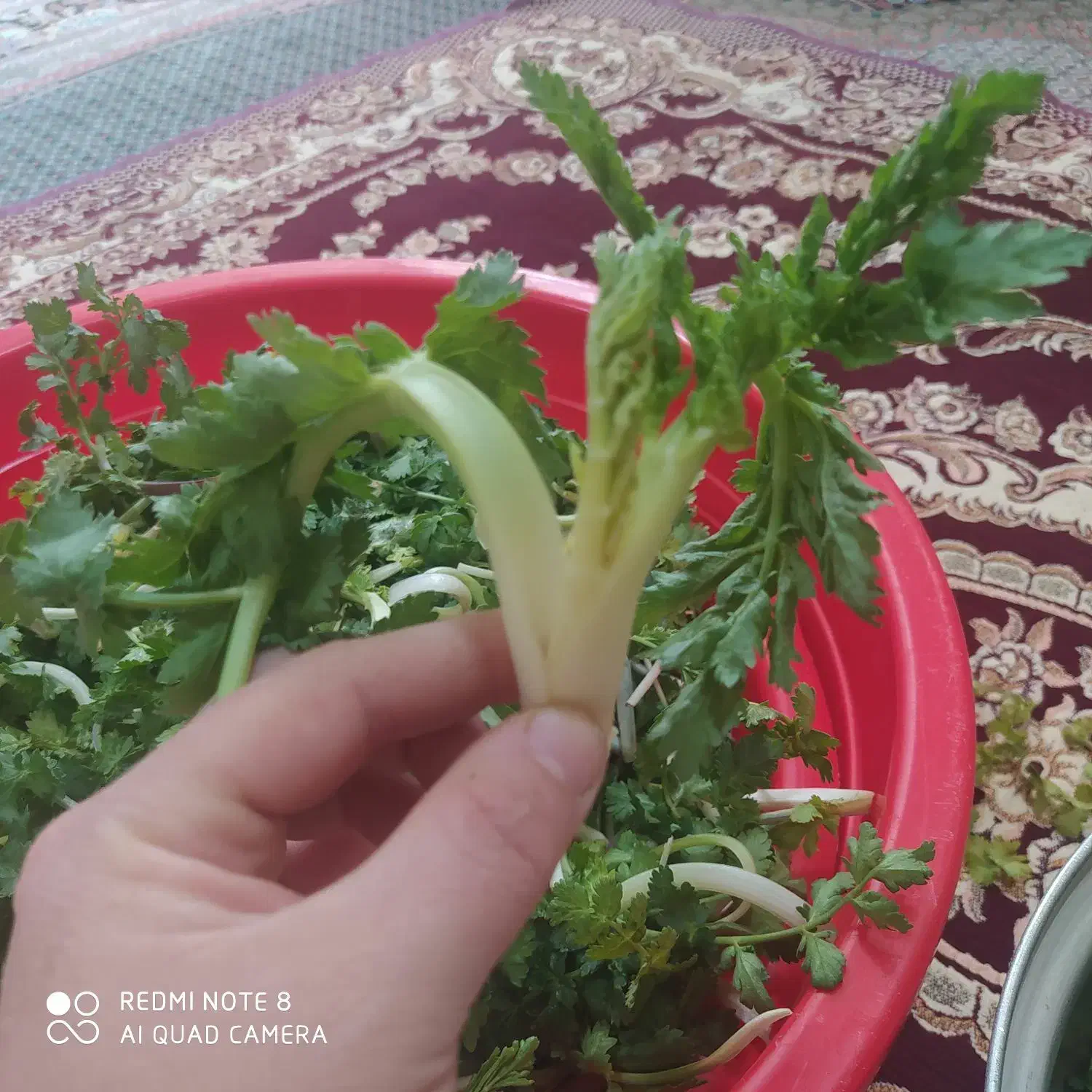 سبزی کوهی|خوردنی و آشامیدنی|شاهین دژ, |دیوار