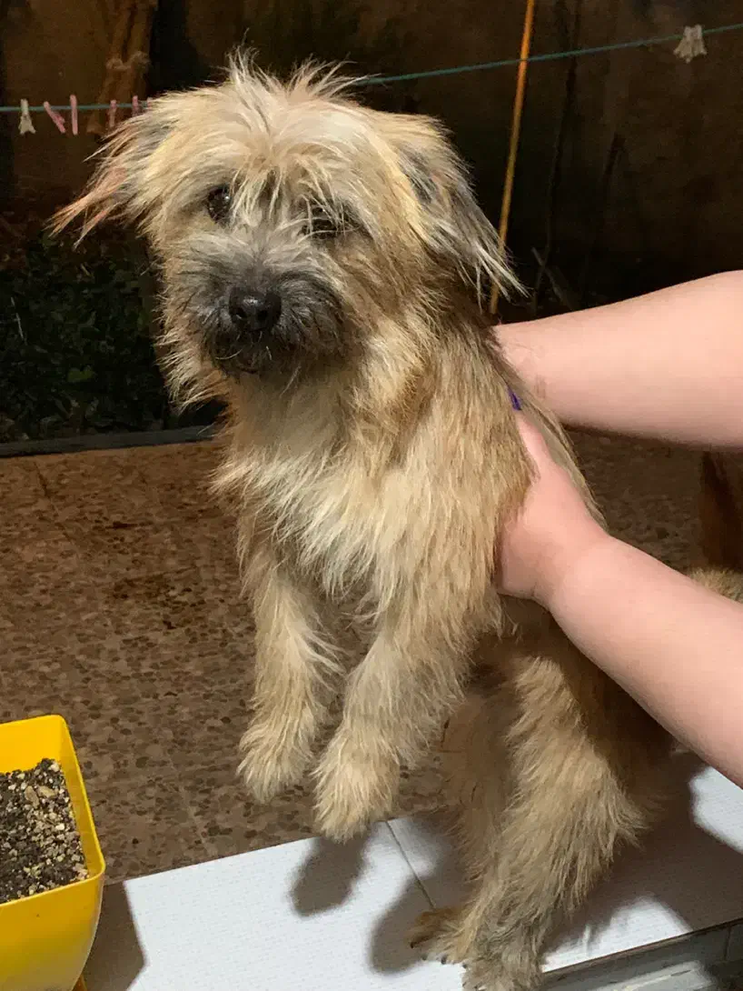 واگذاری شیتزو|سگ|رشت, گلسار|دیوار