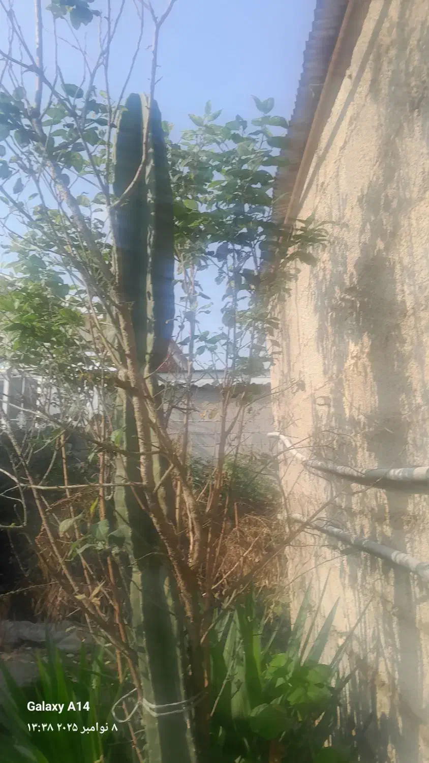 گل کاکتوس|گل و گیاه طبیعی|گوراب زرمیخ, |دیوار