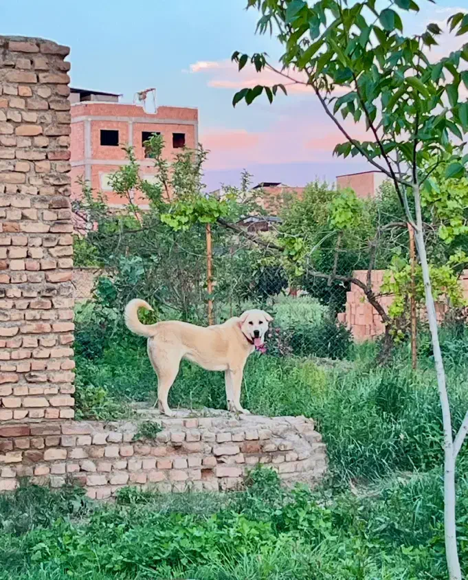 ماده پژدر اصیل|سگ|گرگان, |دیوار