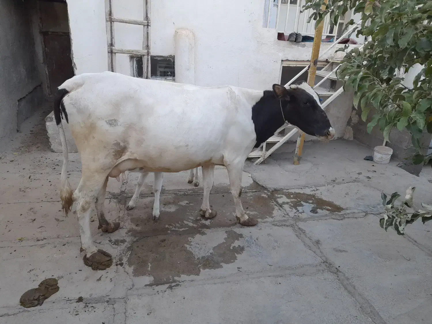 دو راس گاو|حیوانات مزرعه|دیواندره, |دیوار