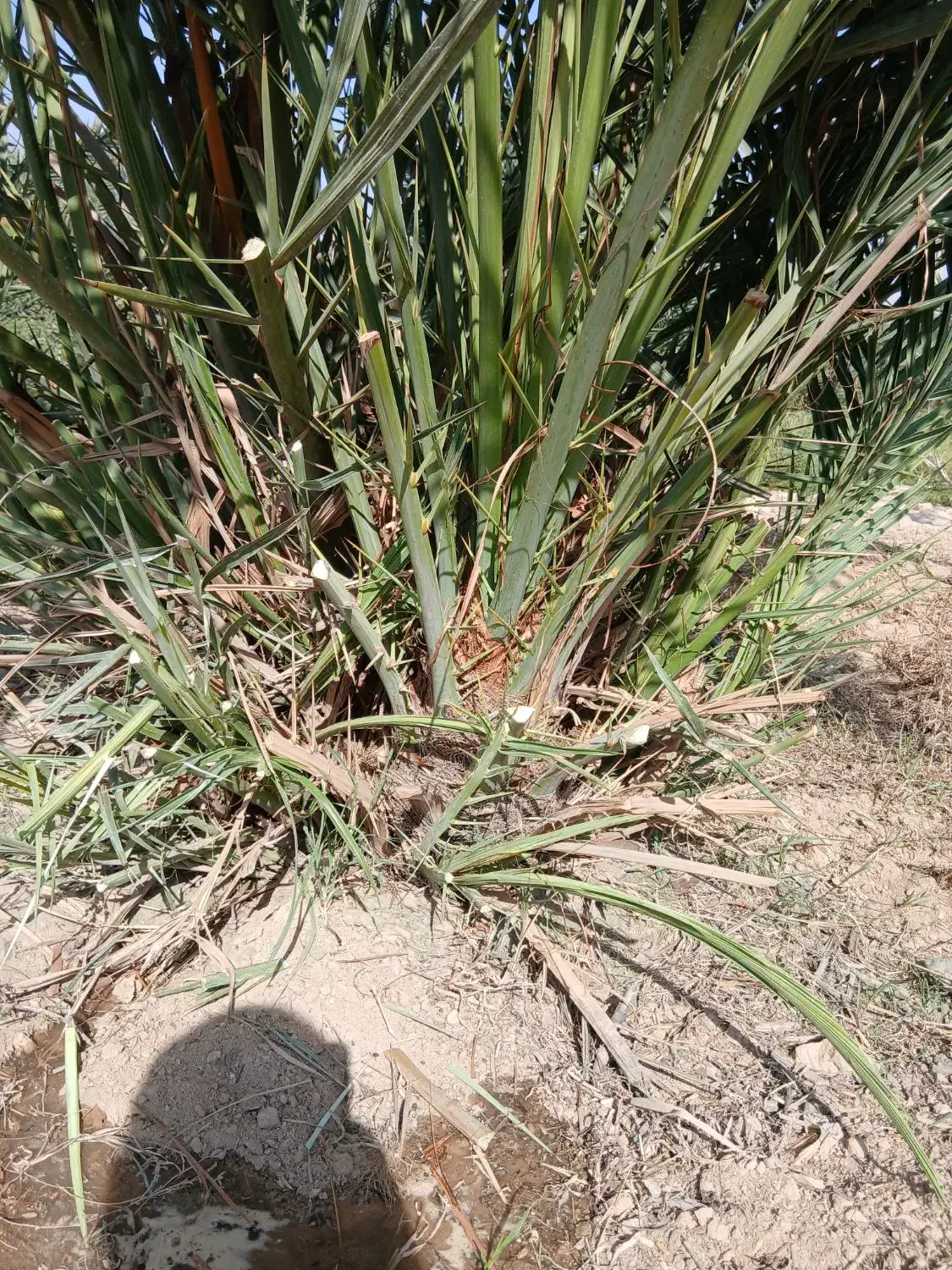 پاجوش مجول مراکشی|گل و گیاه طبیعی|خورموج, |دیوار