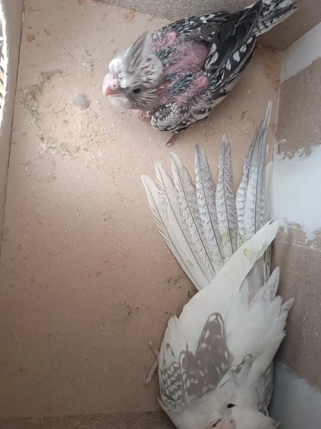 جفت عروس خوش ذات|پرنده|یزد, |دیوار