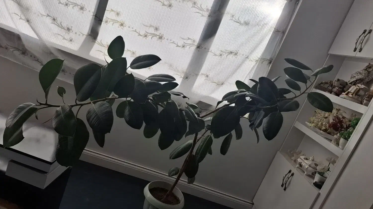 گل طبیعی|گل و گیاه طبیعی|شهرکرد, |دیوار