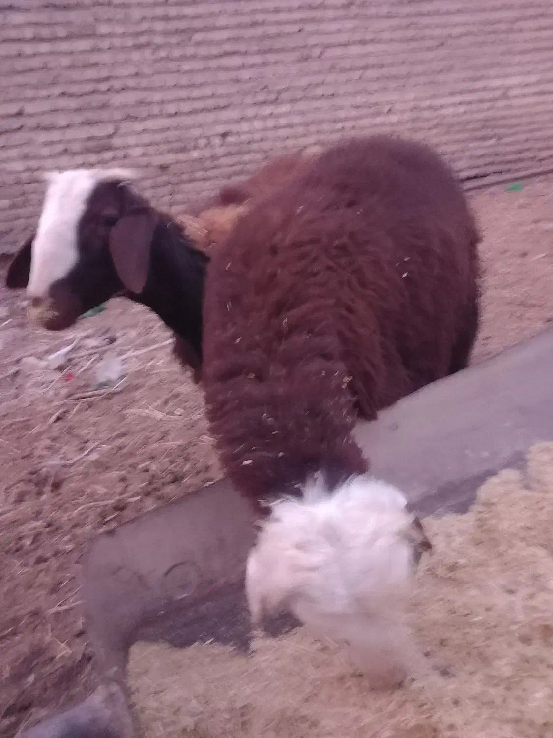 فروش فوری بره قوچی اصیل وذات دارضمانتی.|حیوانات مزرعه|فریمان, |دیوار