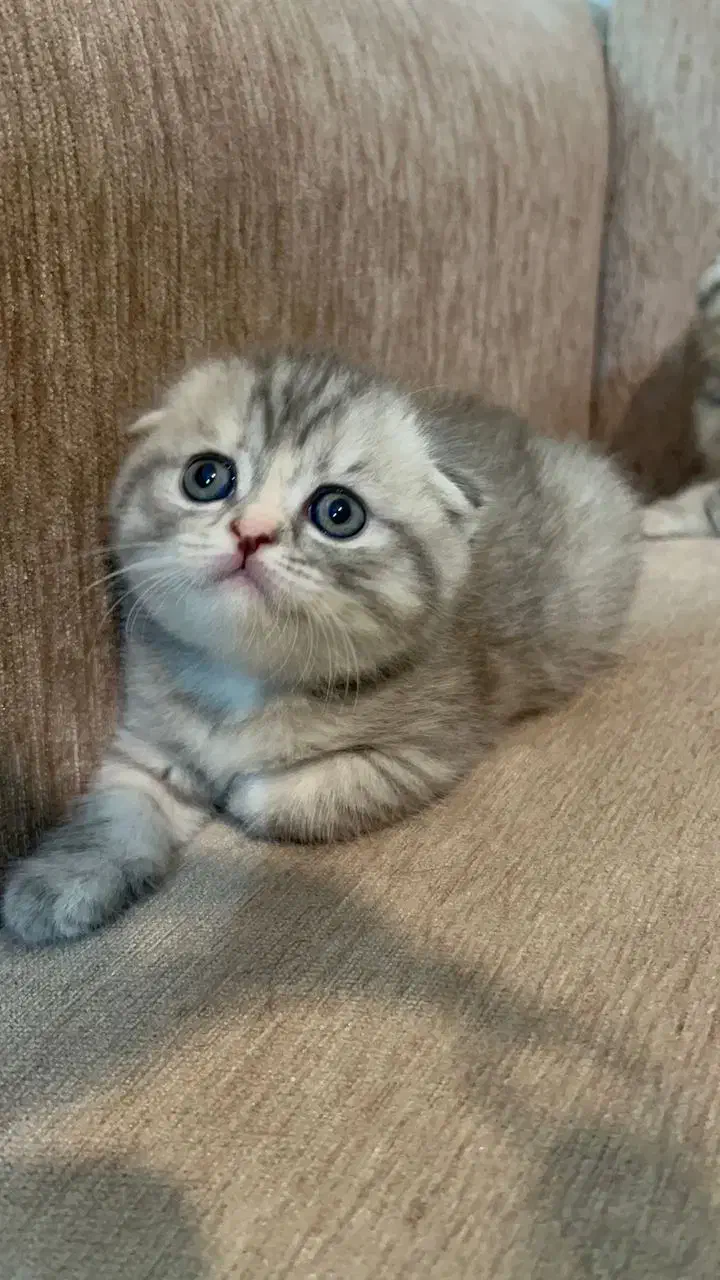 اسکاتیش بلو گلد|گربه|مشهد, هفت تیر (نه دره)|دیوار