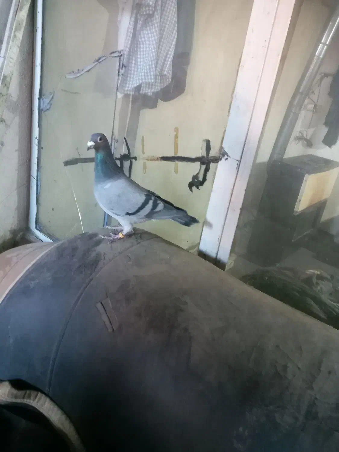 کبوتر|حیوانات|اردبیل, |دیوار