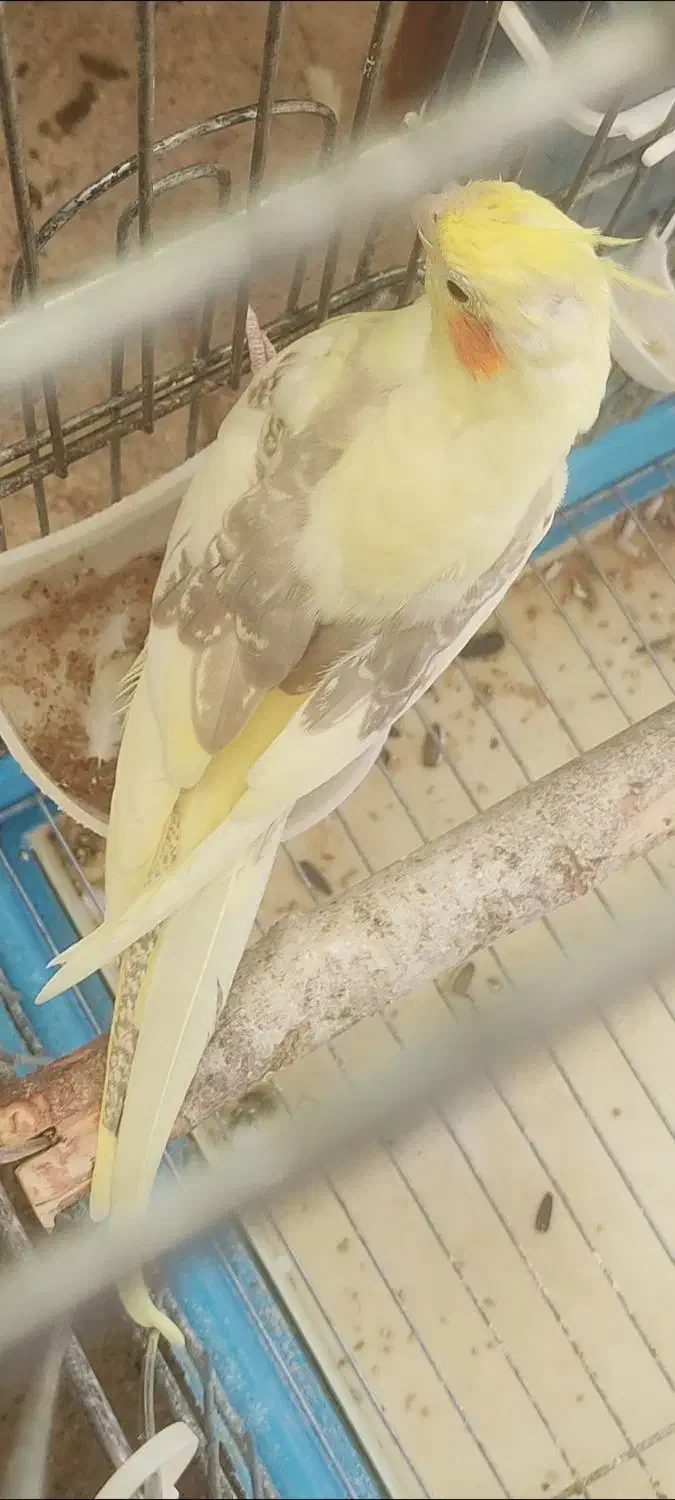 فروش عروس هلندی دوکت زعفرونی بالغ و آماده|پرنده|شیراز, شهرک استقلال|دیوار