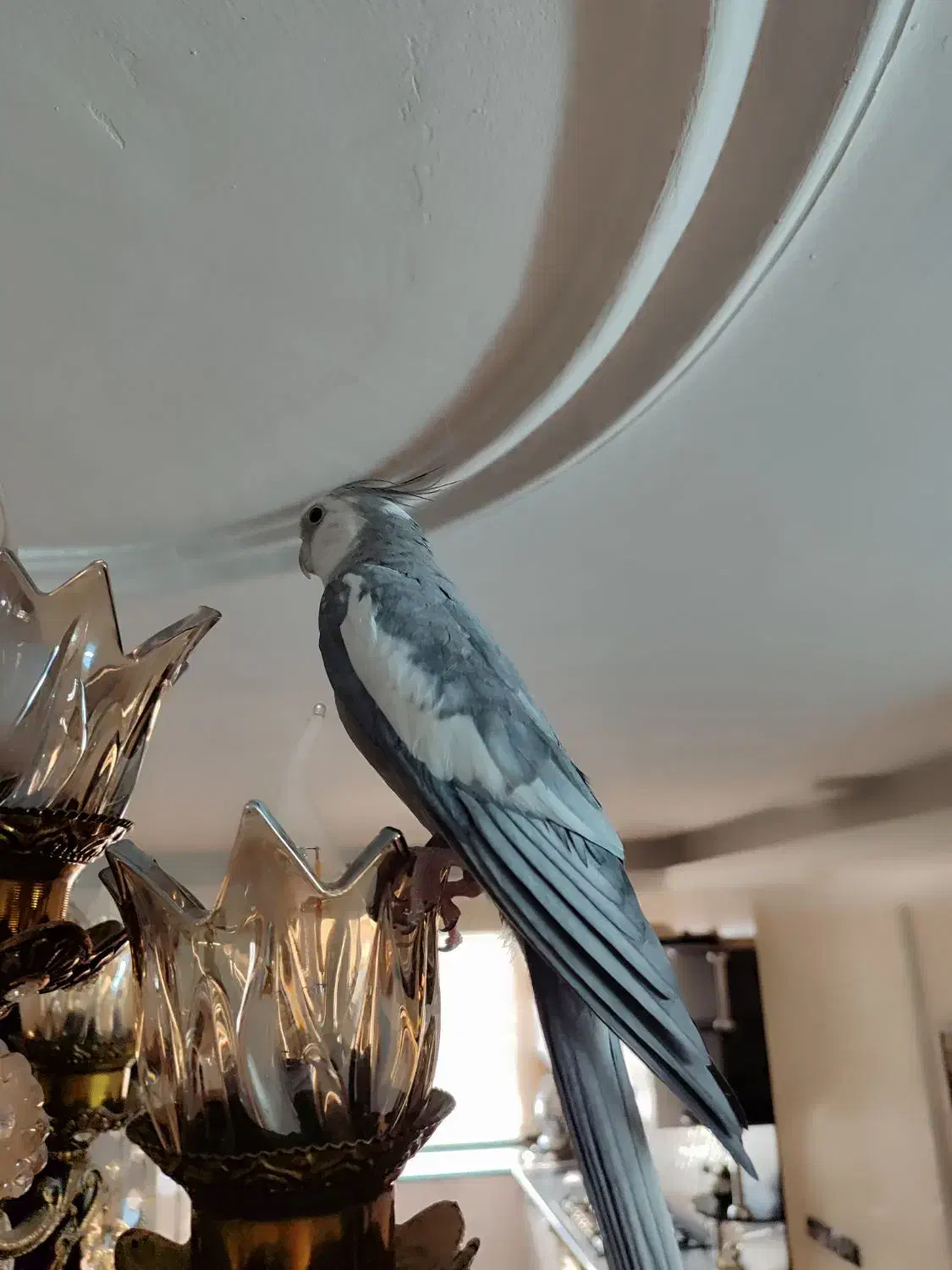 عروس هلندی|پرنده|تهران, مشیریه|دیوار