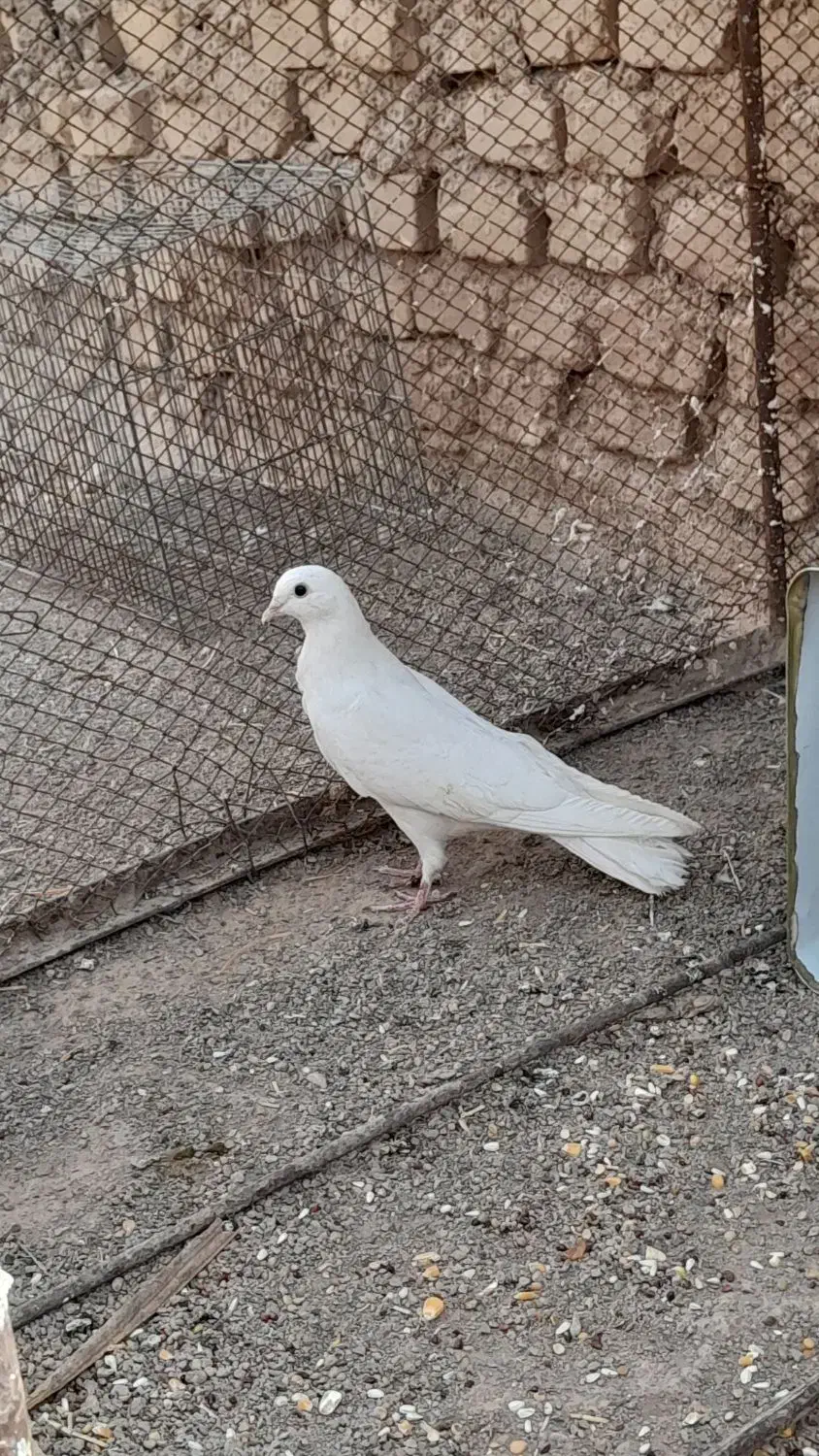 کفتر سفید|پرنده|حمیدیا, |دیوار