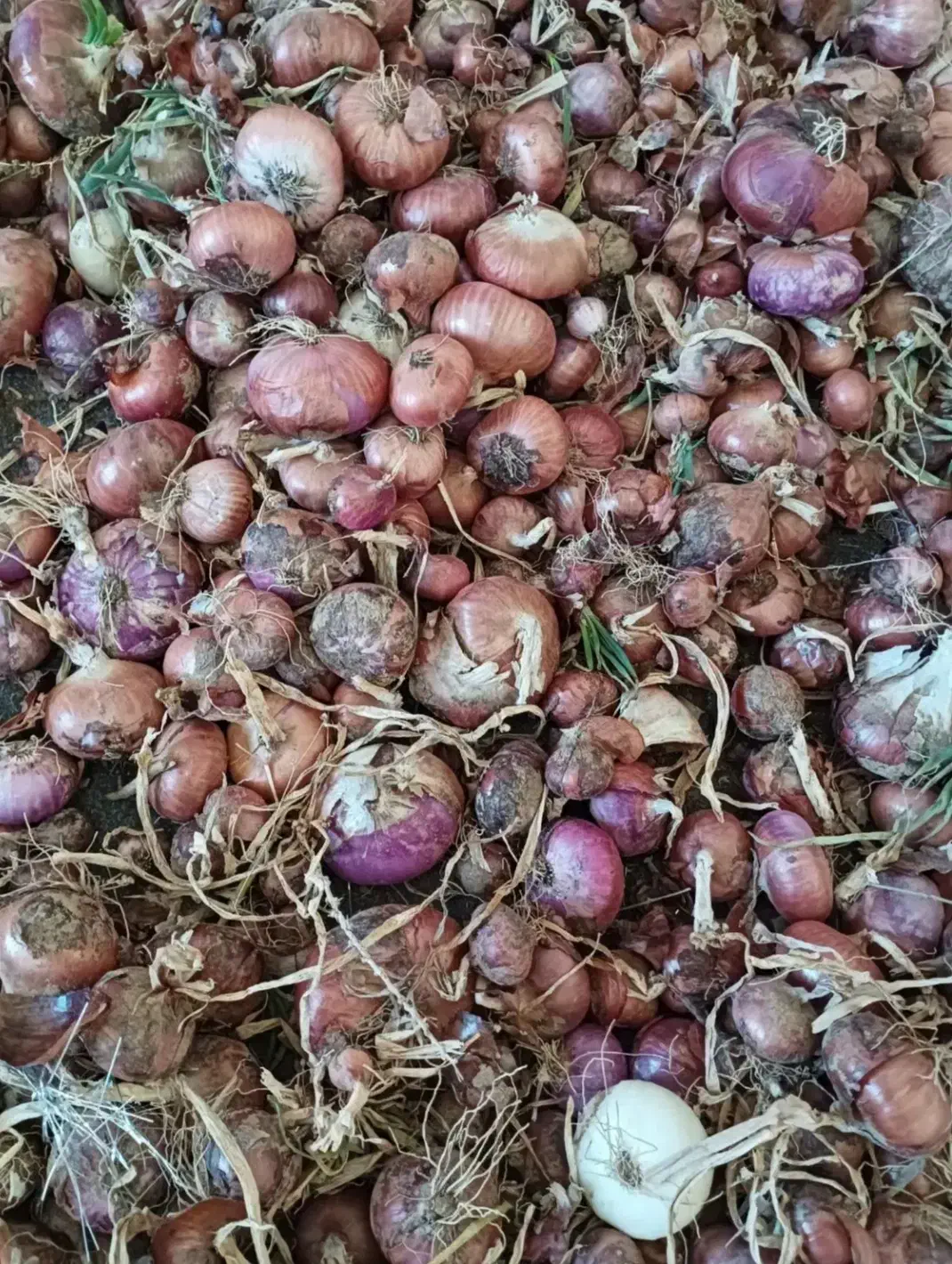 پیاز محلی|خوردنی و آشامیدنی|سربیشه, |دیوار