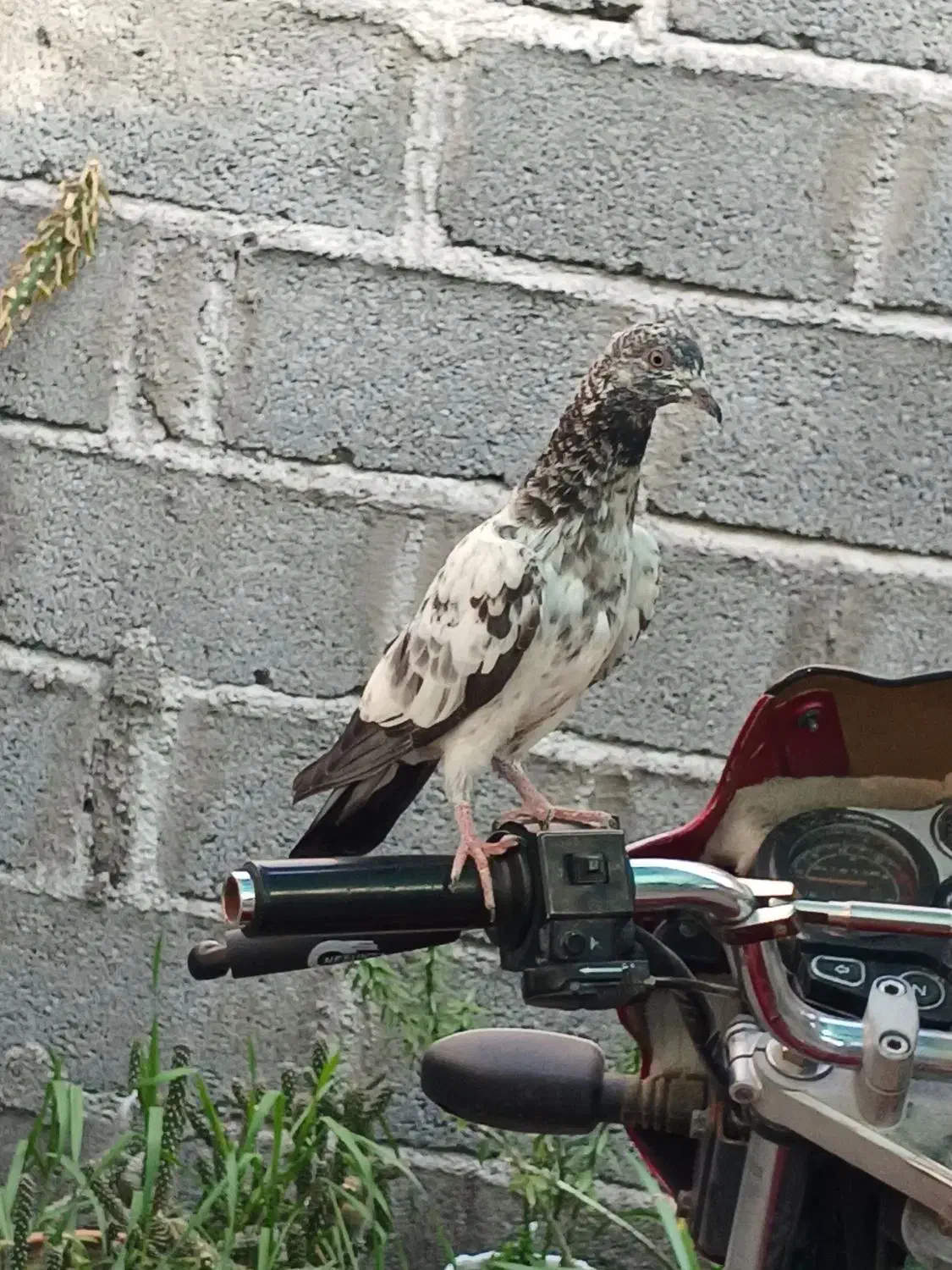 کفترپاکستانی|پرنده|میناب, |دیوار