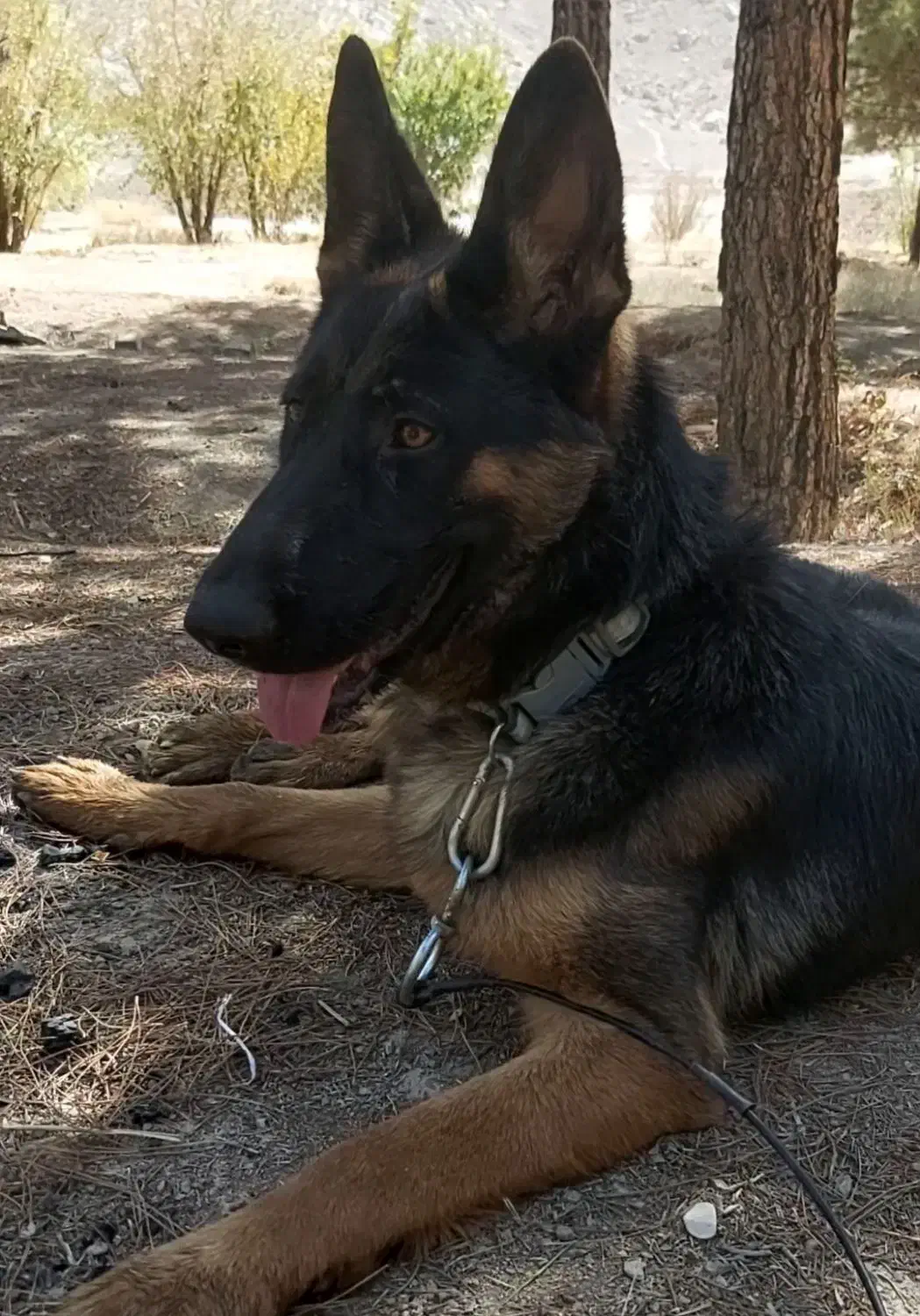 سگ ماده ژرمن ۱۱ماهه دارای شناسنامه پزشکی|سگ|اصفهان, بهارستان|دیوار