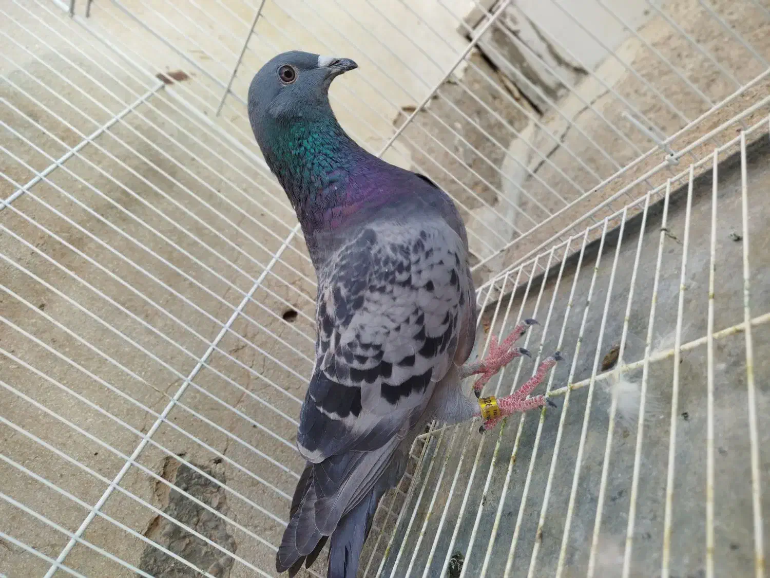 کفتر رنگه|پرنده|درمیان, |دیوار