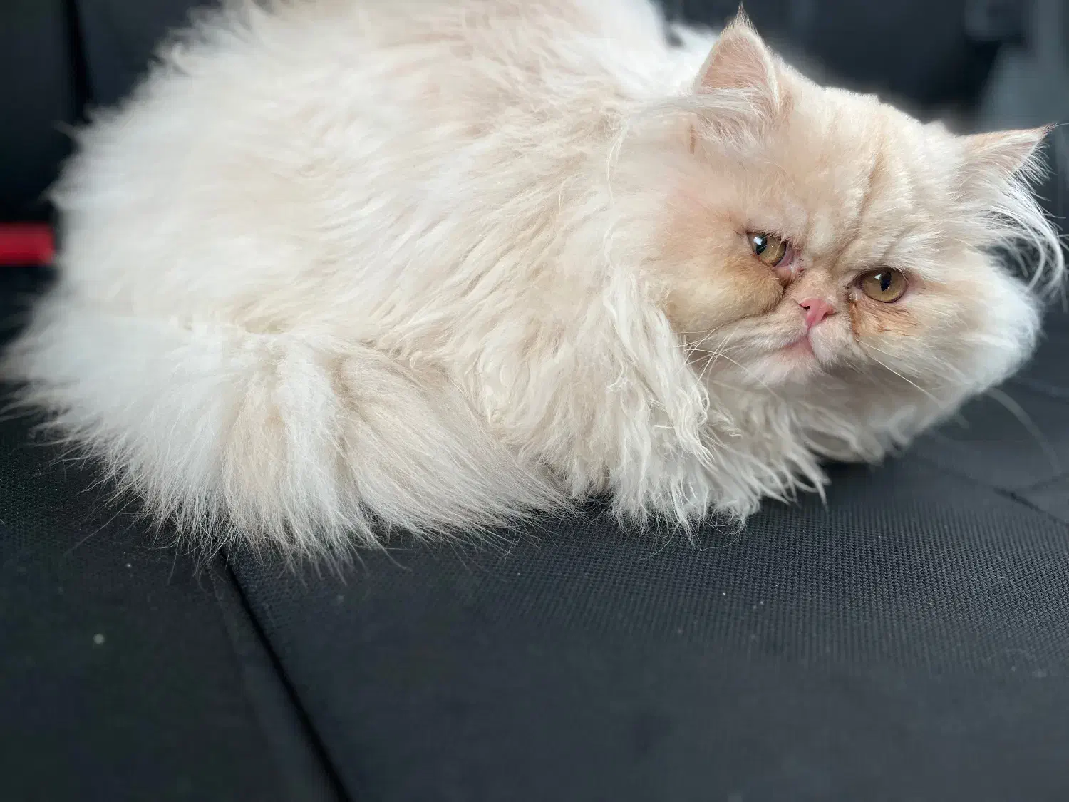 فروش گربه پرشین|گربه|محمدشهر, محمدشهر|دیوار