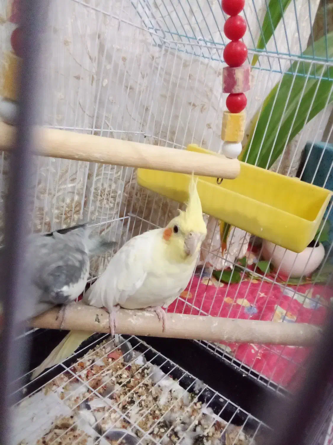 عروس هلندی|پرنده|اشکذر, |دیوار