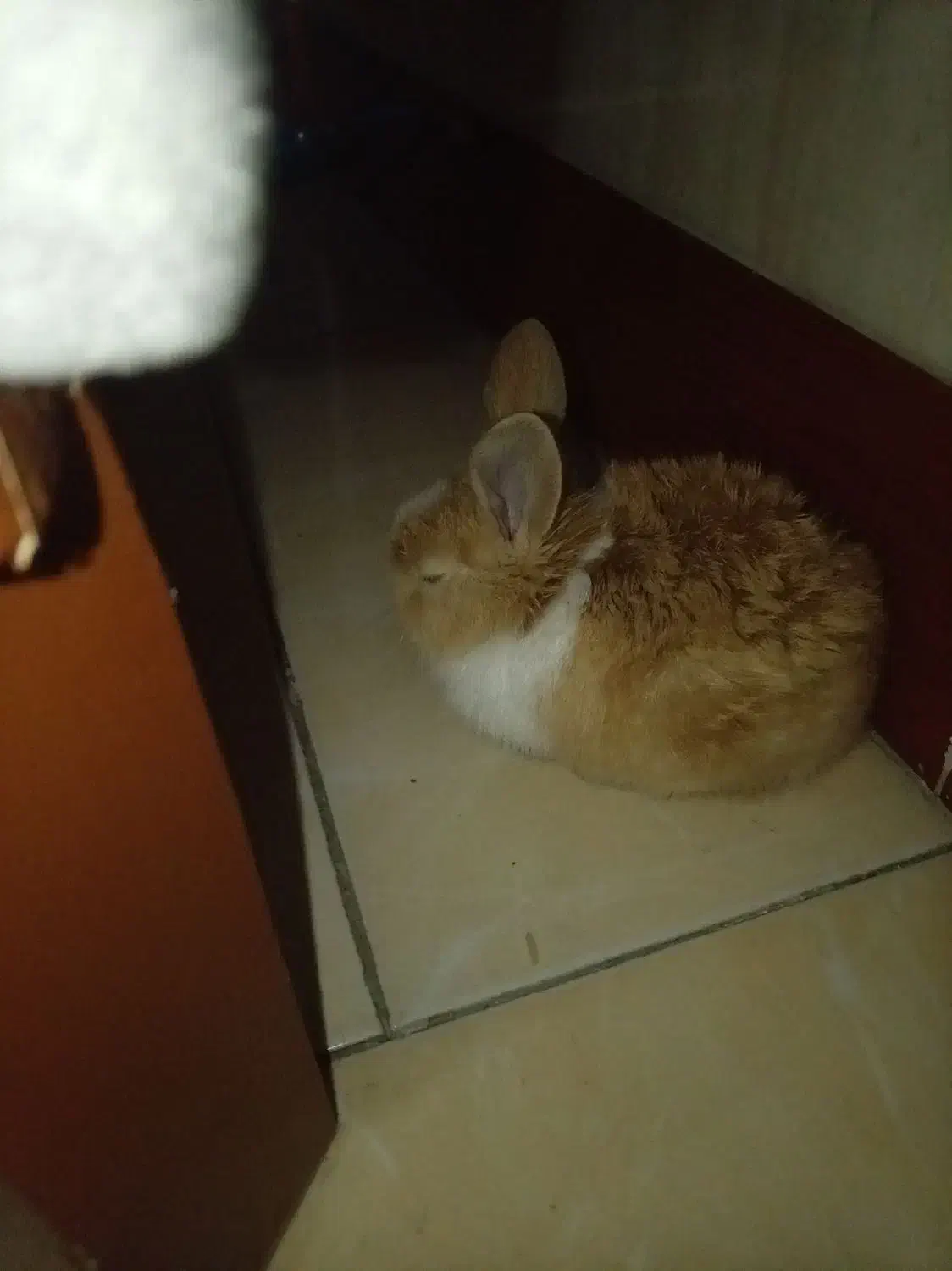 خرگوش|موش و خرگوش|ملارد, |دیوار