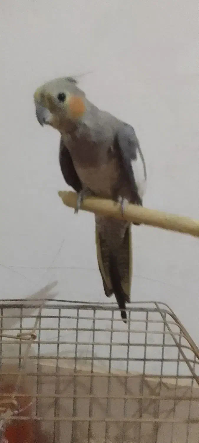 دوعدد عروس هلندی|پرنده|پاکدشت, پاکدشت (مامازند)|دیوار