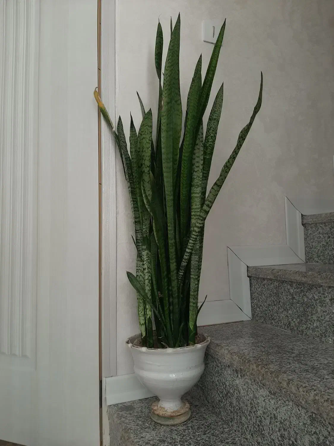 گل سانسوریا پر بوته|گل و گیاه طبیعی|مرودشت, فاز دوم شهرک فرهنگیان|دیوار