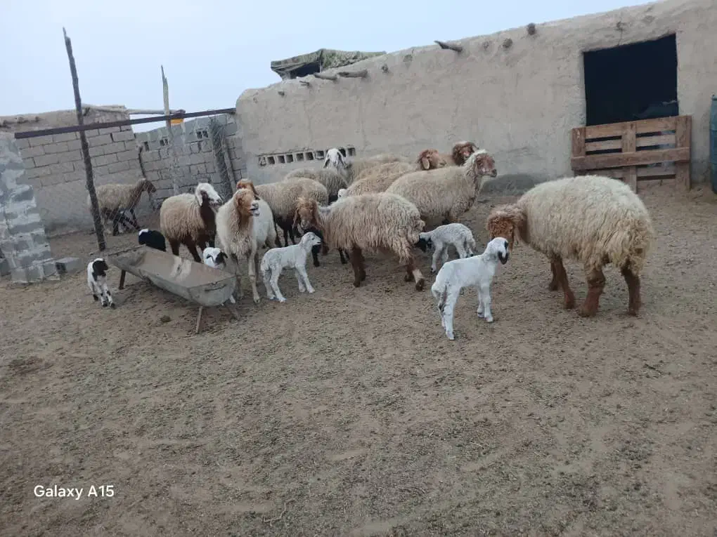 چند عدد گوسفند زاییده داشتی|حیوانات مزرعه|هندیجان, |دیوار