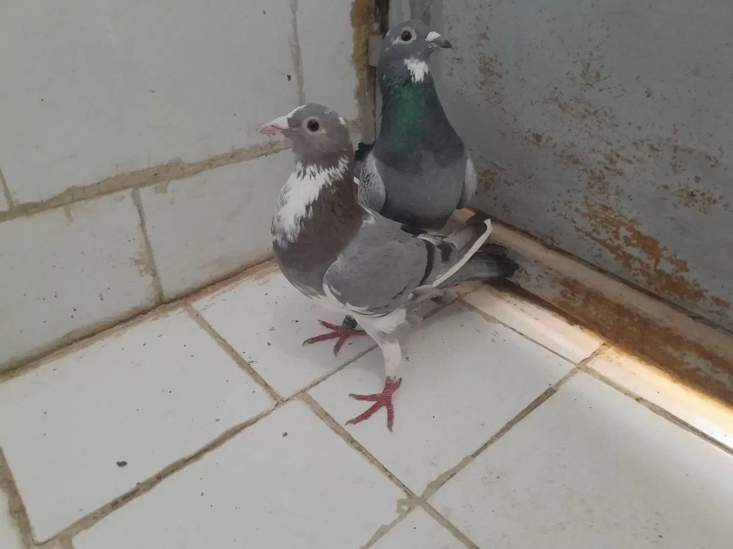 ی جفت آردن|پرنده|مسجد سلیمان, |دیوار