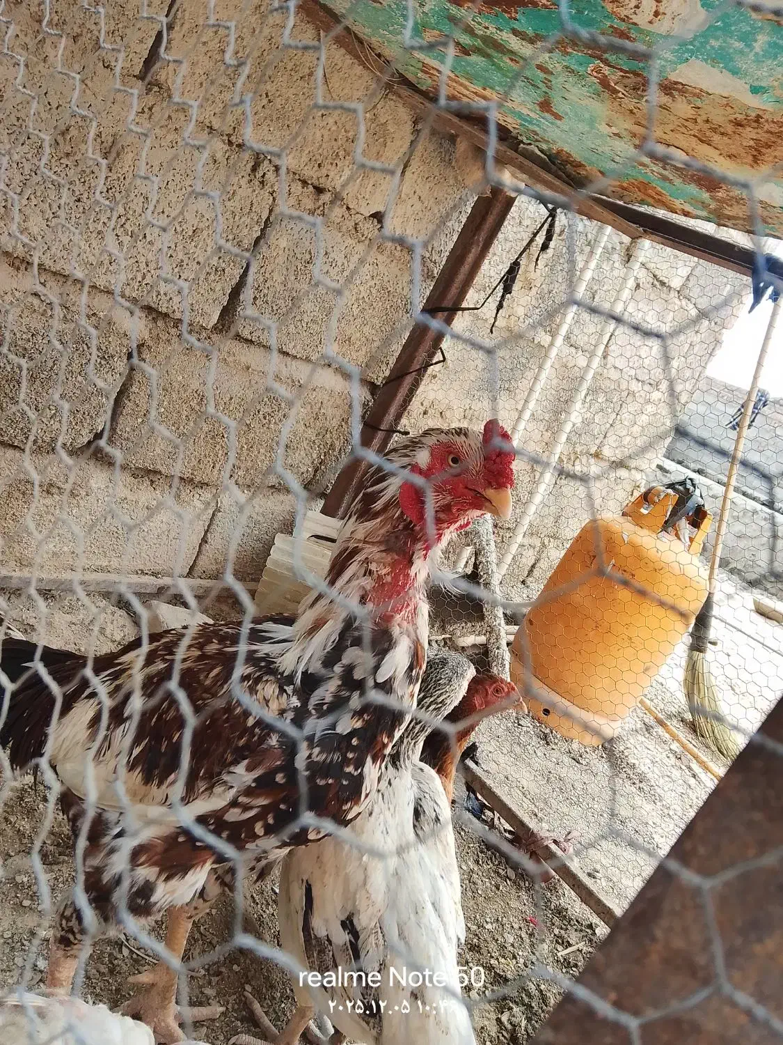 خروس لاری|حیوانات مزرعه|سراوان, |دیوار