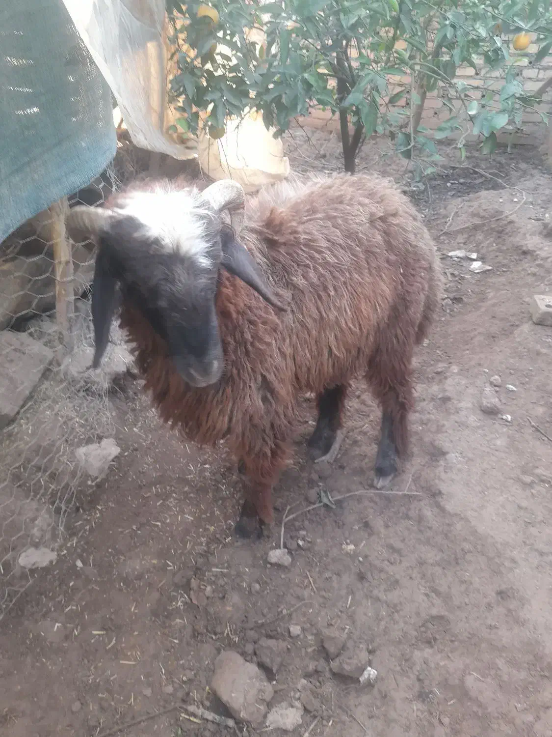 بره|حیوانات مزرعه|دزفول, |دیوار