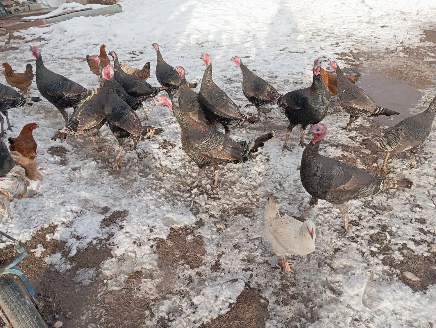 بوقلمون محلی|حیوانات مزرعه|سیلوانه, |دیوار