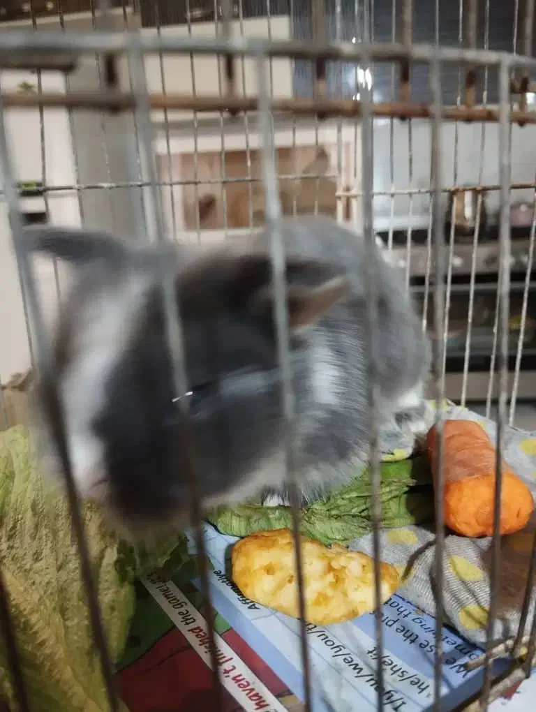 حیوانات|موش و خرگوش|تبریز, |دیوار