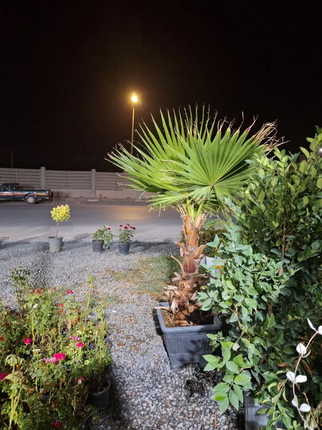 گیاهان همیشه سبز|خدمات باغبانی و درختکاری|فولادشهر, C4|دیوار