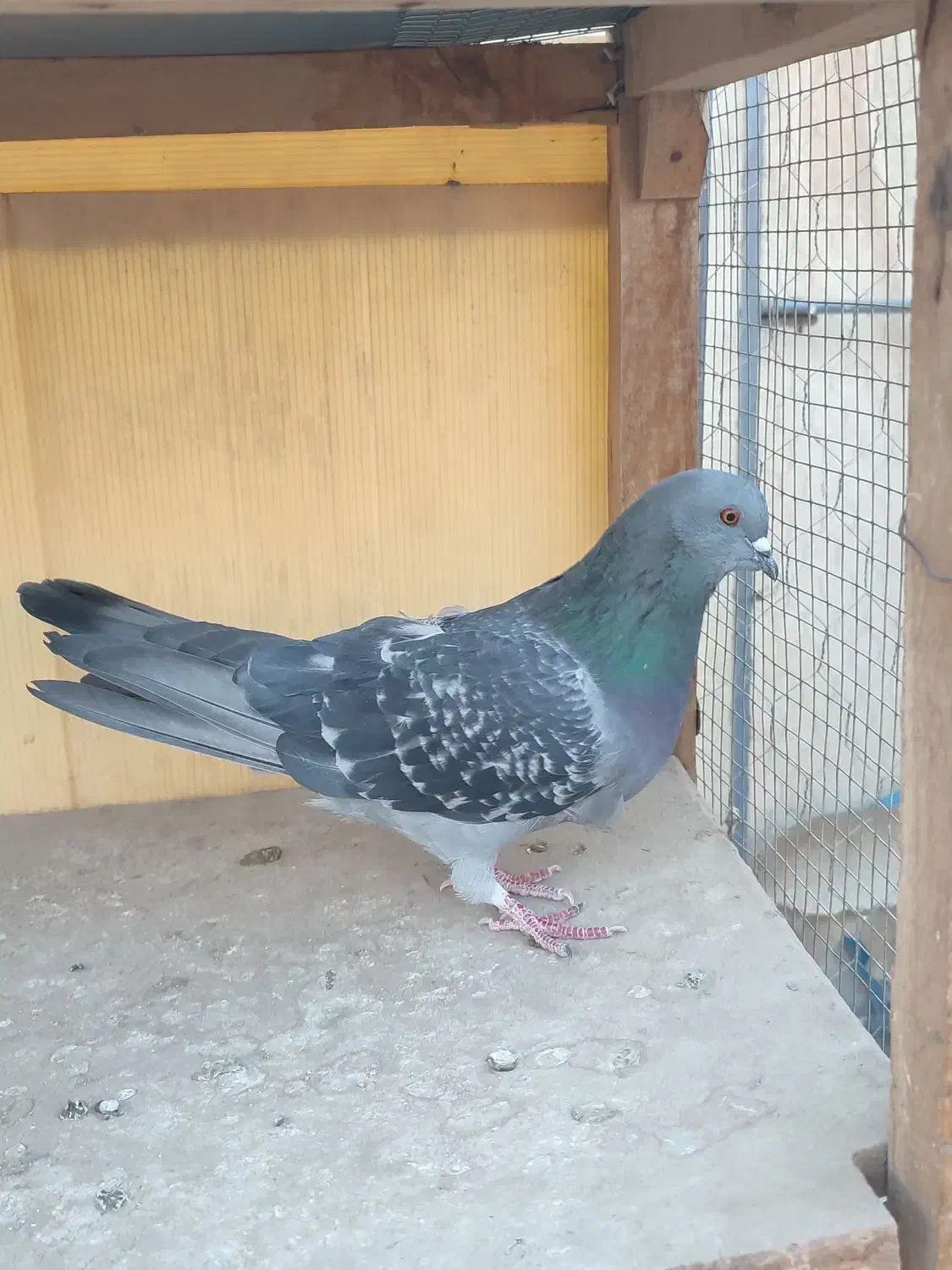 کفتر تهرونی|پرنده|خمینی‌شهر, |دیوار