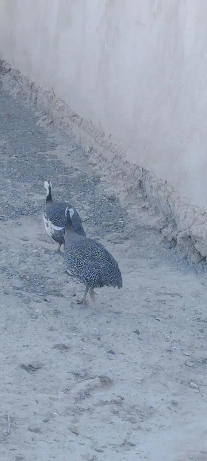 جفت شاخک|پرنده|نیمروز, |دیوار