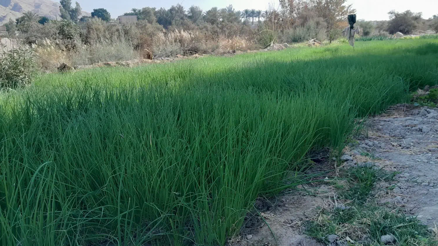 نشا پیاز تشون،تیم پیاز|خدمات باغبانی و درختکاری|بهبهان, |دیوار