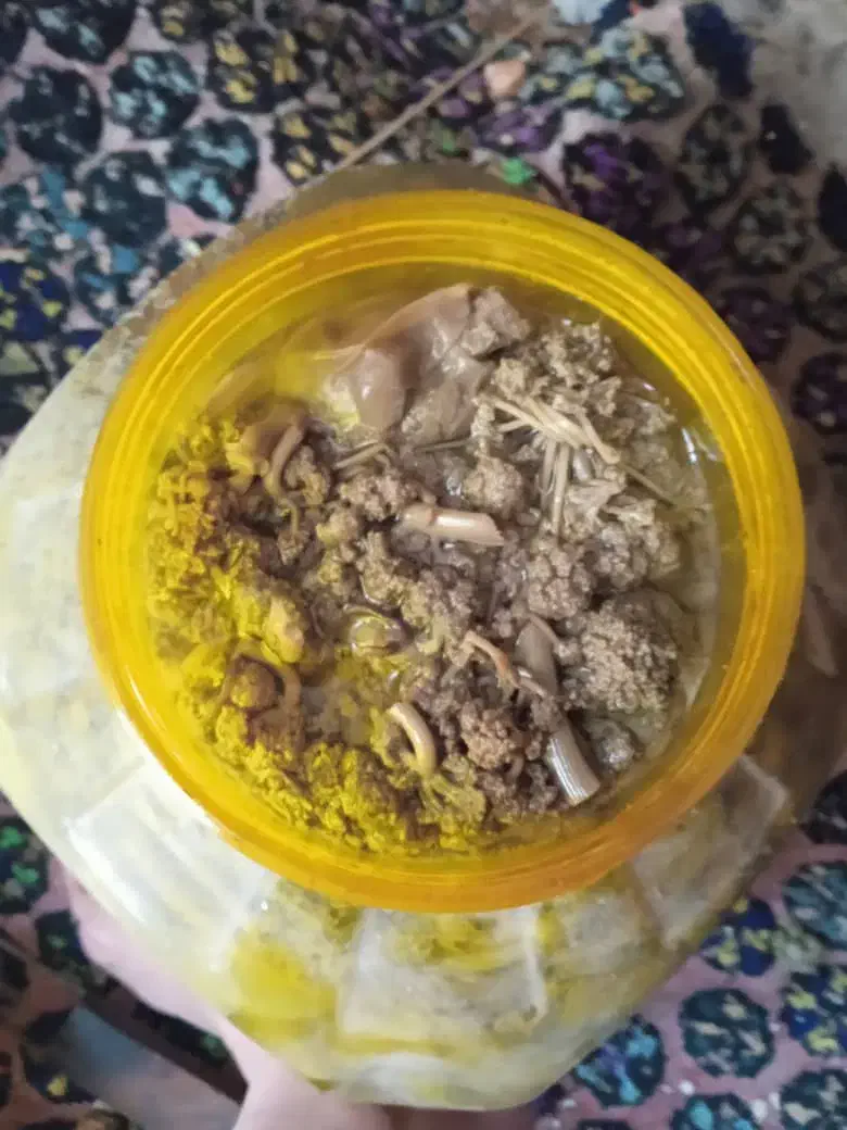 ترشی|عمدهفروشی|سیسخت, |دیوار