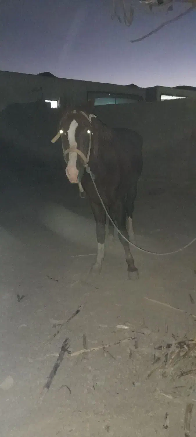 اسب اسیل کورد سیلمی|اسب و تجهیزات اسبسواری|سراوان, |دیوار