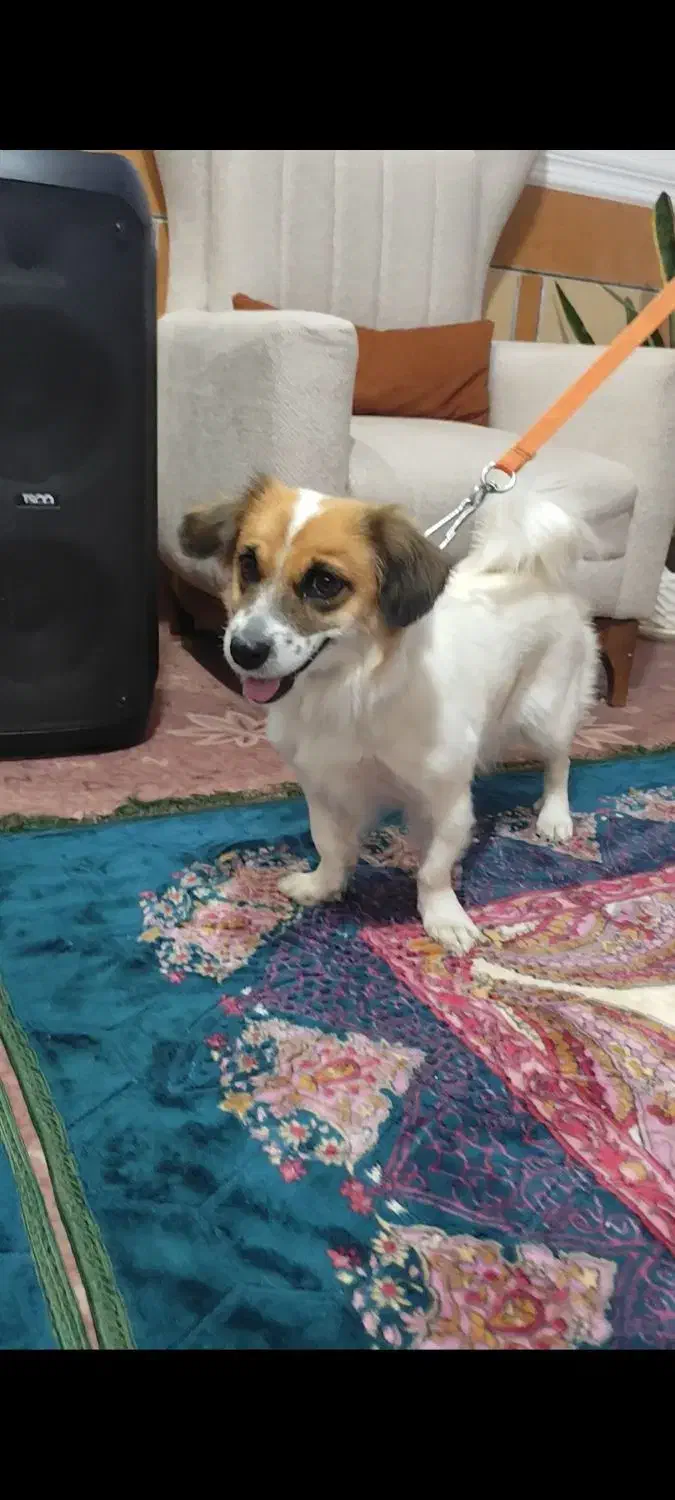 سگ اشپیتز|سگ|مرودشت, ثبت احوال|دیوار